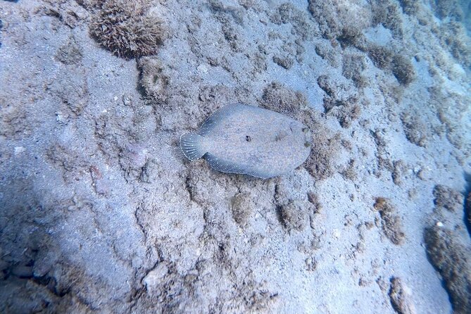 Guided Snorkeling adventure in San Juan - Why This Works So Well for Beginners and Families