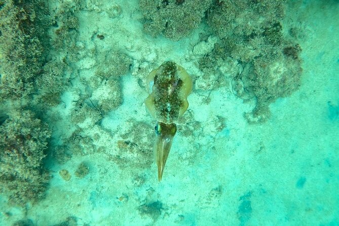 Guided Snorkeling adventure in San Juan - Price and What You Actually Get for $76.70