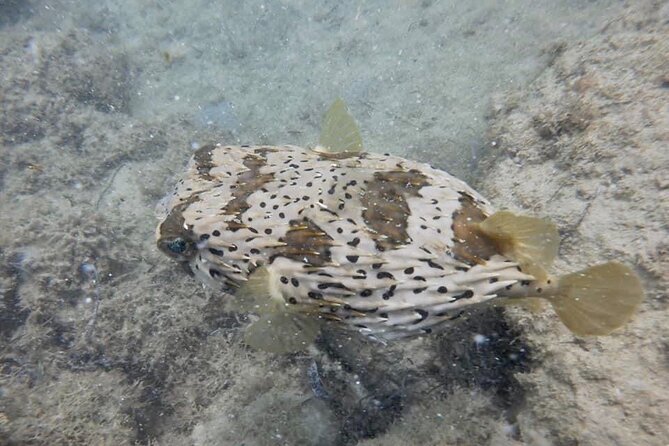 Guided Snorkeling adventure in San Juan - Timing, Duration, and How to Plan the Rest of Your Day
