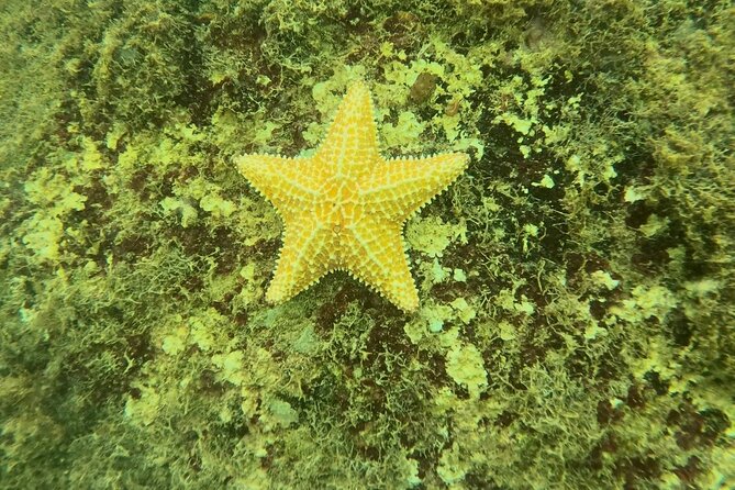 Guided Snorkeling adventure in San Juan - Practical Tips That Make Your Snorkel Smoother