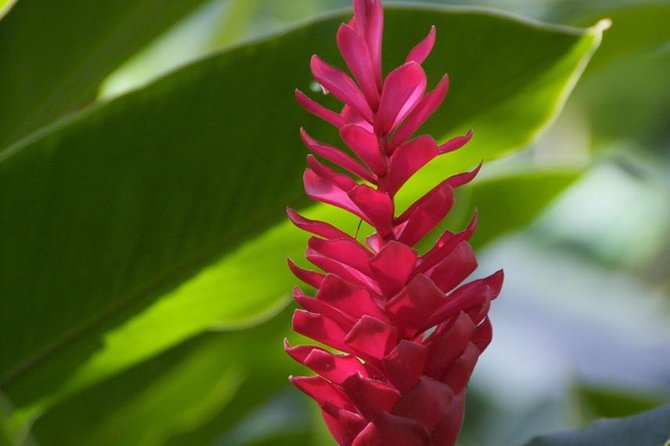 Half-Day El Yunque National Forest Tour from San Juan - Logistics That Matter: Time, Group Size, and Packing Light