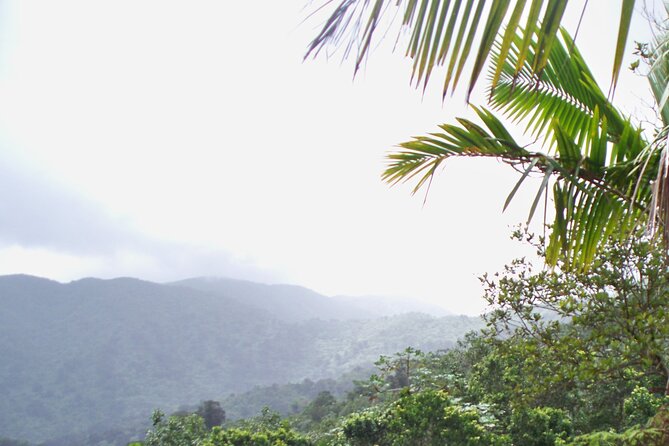 Half Day Tour in Rainforest Zipline Park with Transportation - Rio Grande Stop and the Local Color During the Drive