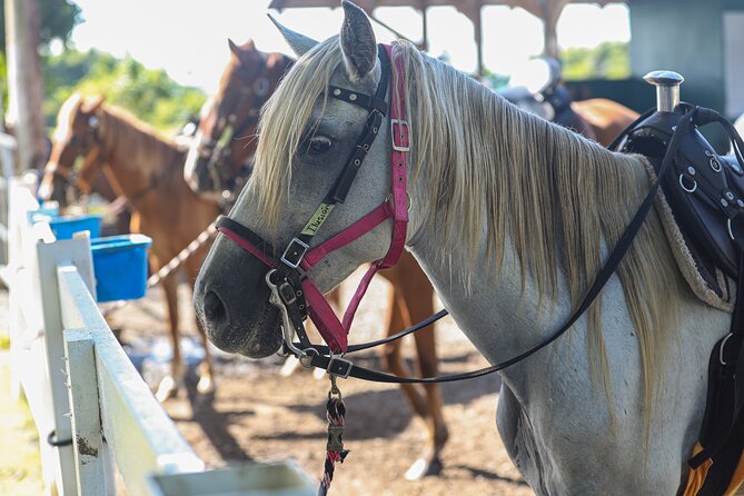 Horseback Riding Tour at Private Ranch - The ride itself: from Mojito Bar briefing to guided trail time