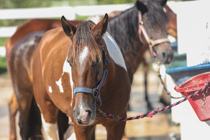 Horseback Riding Tour at Private Ranch - Limits and rules you should take seriously before booking