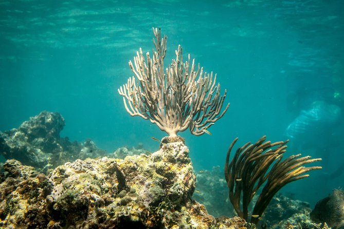 Icacos Deserted Island Catamaran, Snorkel, and Picnic Cruise - Snorkeling Gear and Reef Reality at Icacos
