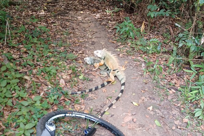 Mountain Bike tour to a Pristine Spring and Cave - Flora and fauna spotting in coastal forest (where the guide really shines)
