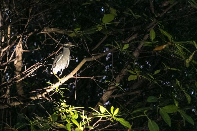 Night Kayaking Experience on Bioluminescent Lagoon in Fajardo - Meeting Point on Carretera Cabezas de San Juan, and Getting There Without Stress