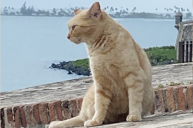 Old San Juan City Walking Tour - What You’ll Experience Once You Step Into Old San Juan