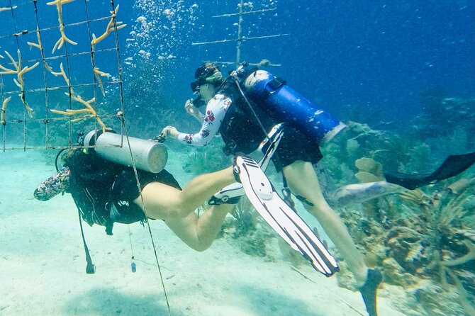 Private 2-Tank Dive with PADI Instructor for Certified Divers - Food, Drinks, and That Half-Day Comfort Factor