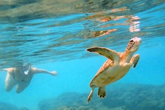 Private Rincon Snorkeling Adventure - Key highlights that matter in real life
