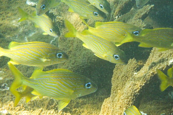 Private Rincon Snorkeling Adventure - Who this private snorkeling tour fits best