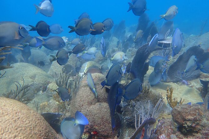 Private Rincon Snorkeling Adventure - Price and value: why $89 can make sense for private time