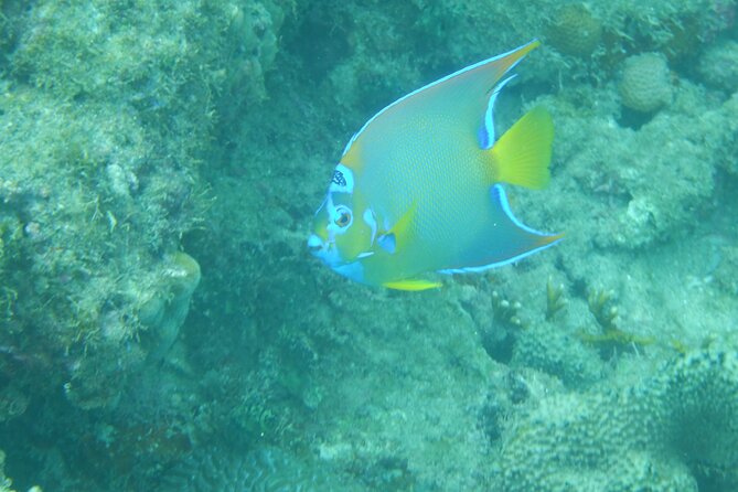 Private Rincon Snorkeling Adventure - Guide experiences like Shawn and Tiger, plus one caution