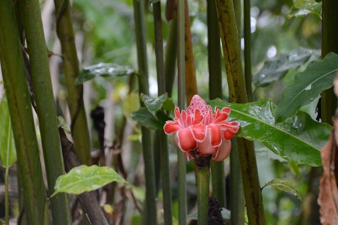 Private Tour of El Yunque Rainforest from San Juan - What to bring (and what not to): your survival kit for the rainforest