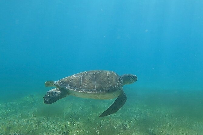 Public or Private Boat Trip to Icacos & Palomino - Best moments to plan around on Cayo Icacos and Palomino