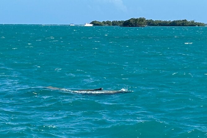 Puerto Rico: Bio Bay Swim and Sunset Charter or Late night tour - What to bring so the night stays comfortable
