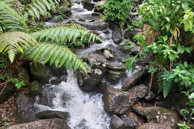 Puerto Rico: El Yunque Sightseeing Half-Day Tour w/Transfer - The guided hike: low impact, but expect real rainforest footing