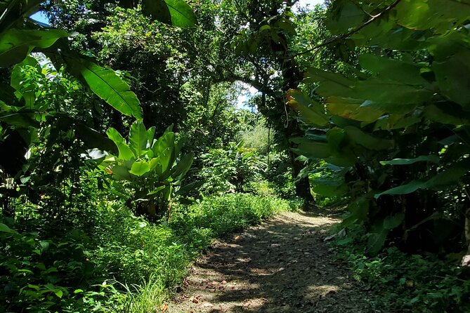 Rainforest and Junglequi Zipline Combo Tour - The Nature Walk and Natural Pools Stop