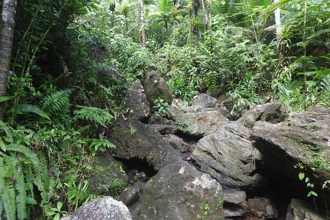Rainforest Nature Walk & Luquillo Beach Combo - A day plan that blends cool river time with Luquillo beach