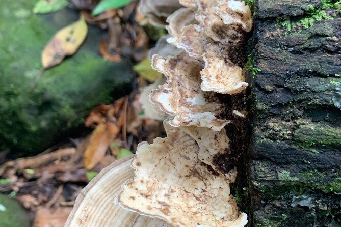 Rainforest Nature Walk & Luquillo Beach Combo - El Yunque National Forest trail to the Río Mameyes: short walk, river payoff
