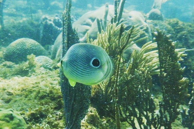 Rincon Snorkeling Adventure - Key Things I’d Put on Your Radar