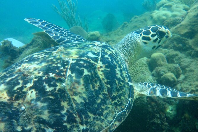 Rincon Snorkeling Adventure - What Happens Before You Hit the Water (Gear, Briefing, and Prep)