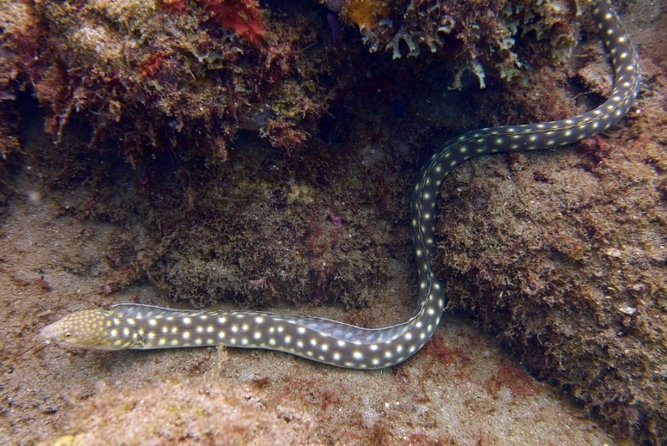 Rincon Snorkeling Adventure - Should You Book This Snorkeling Tour?