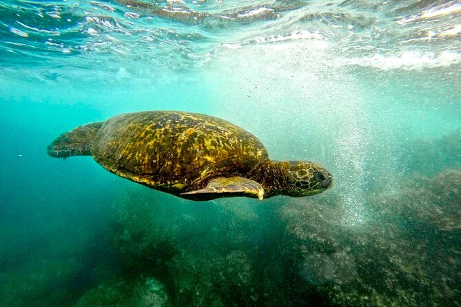 San Juan Guided Snorkel With Turtles Tour and Videos - Price and Value: Why $42.30 Can Make Sense