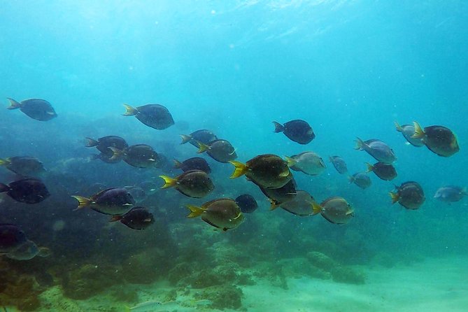 San Juan Guided Snorkel With Turtles Tour and Videos - Who This Tour Fits Best (and Who Might Skip It)