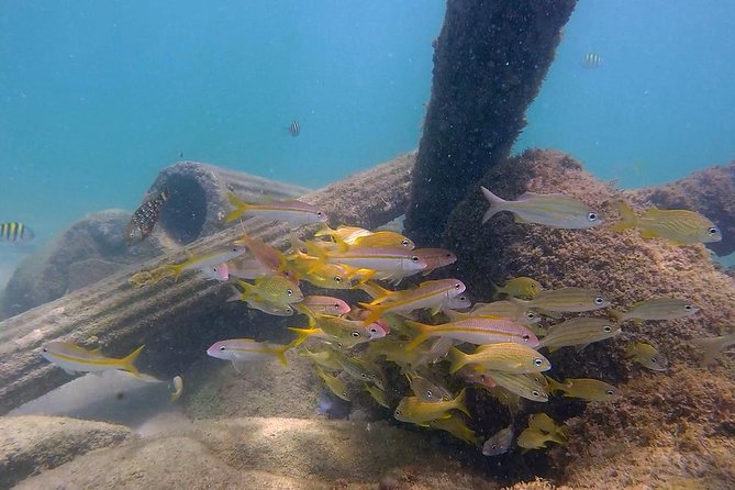 San Juan Guided Snorkel With Turtles Tour and Videos - Should You Book San Juan Guided Snorkel With Turtles?