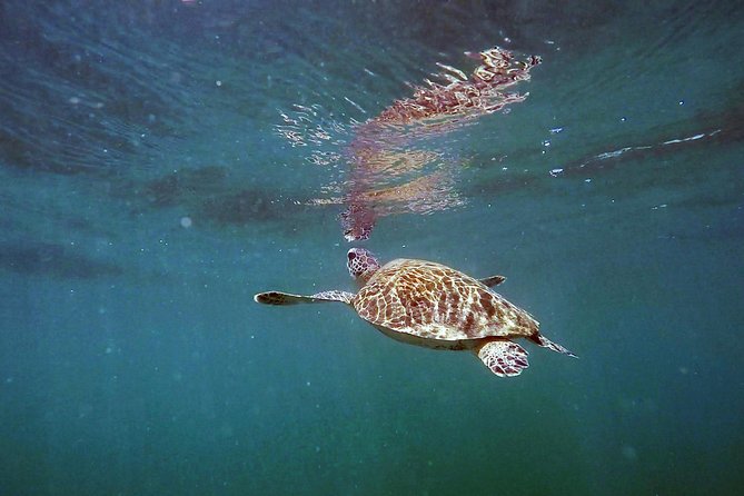 San Juan Guided Snorkel With Turtles Tour and Videos - FAQ
