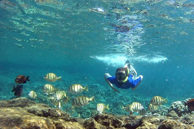 San Juan Guided Snorkeling Experience - With Transport 8am or 3pm - What about turtles, shipwrecks, and lionfish sightings?