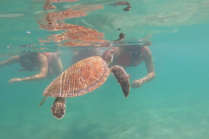 San Juan: Kids and Family Snorkeling Adventure with Videos - A Shore-Based Snorkeling Lesson for Ages 8 to 14