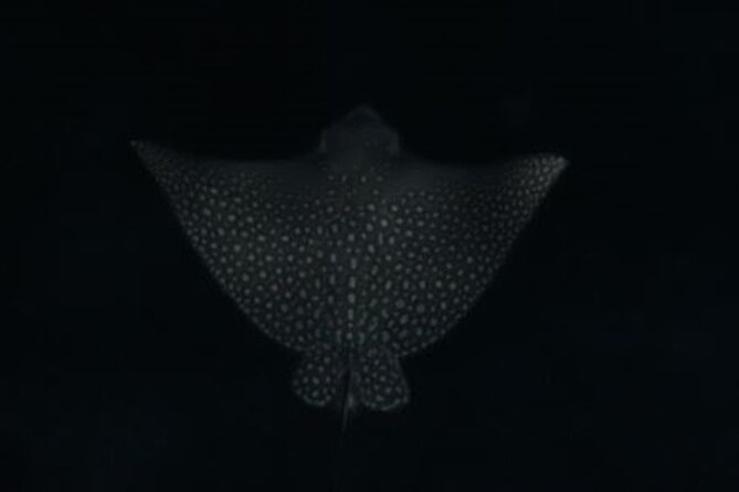 San Juan LED Night Snorkel - What You’ll Actually See: Glowing Corals, Night-Active Life