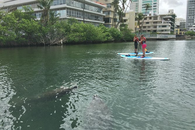 San Juan | Paddleboard | Kayak | Snorkeling | Guided Tours - Wildlife Odds: Antillean Manatee and Fish Sightings