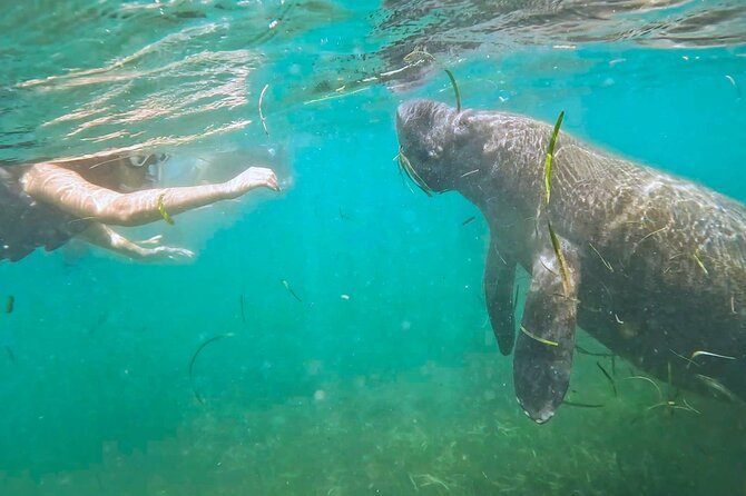 San Juan Snorkel with Turtles and Manatee's; Free Video and Rum! - Key highlights you should know before booking