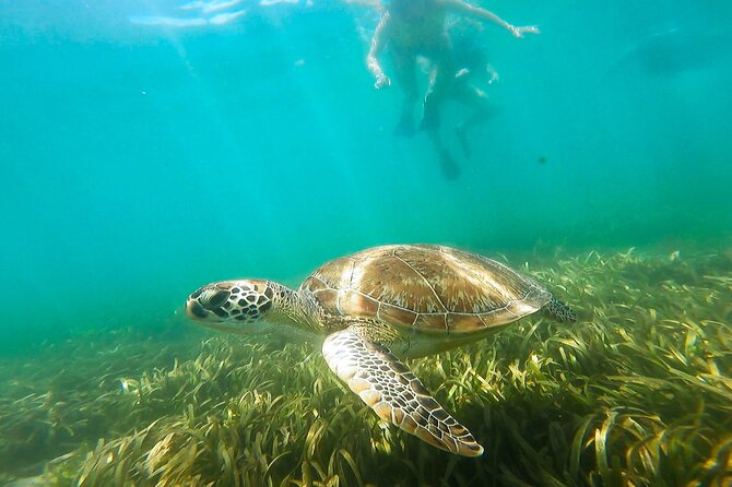 San Juan Snorkel with Turtles and Manatee's; Free Video and Rum! - Wildlife goals: sea turtles, manatees, and the rest of the “wow” list
