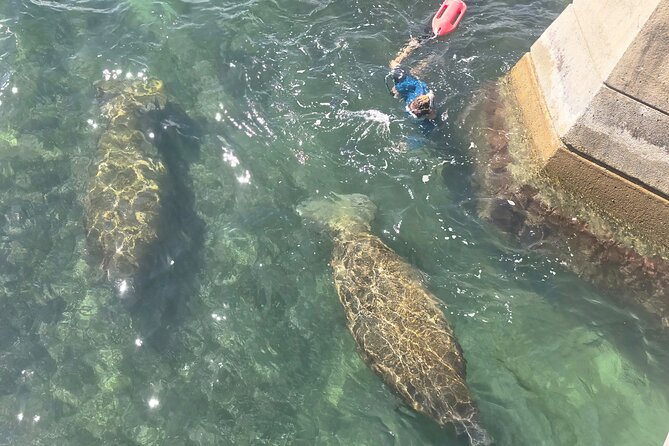 San Juan Snorkel with Turtles and Manatee's; Free Video and Rum! - How the guides help you spot animals (and why it matters)