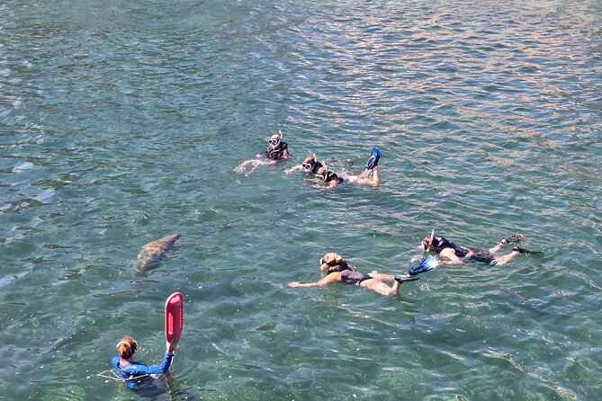 San Juan Snorkel with Turtles and Manatee's; Free Video and Rum! - Manatees plan: what if you do not see them today?