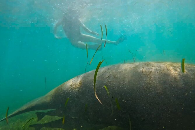 San Juan Snorkel with Turtles and Manatee's; Free Video and Rum! - Free rum and the video: small extras that actually feel useful