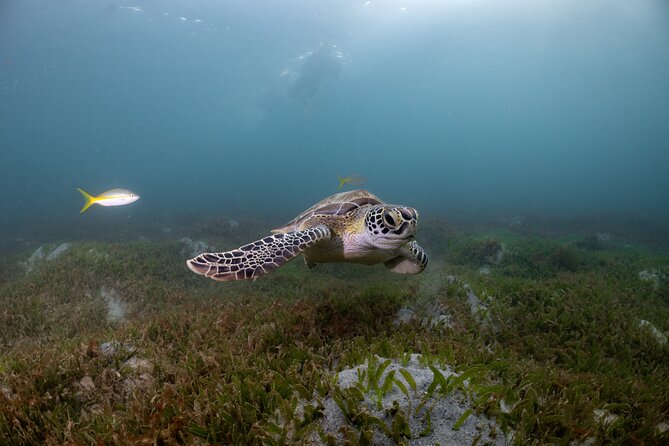 San Juan Snorkeling Tour with Fish and Turtles - Key highlights to look for before you book