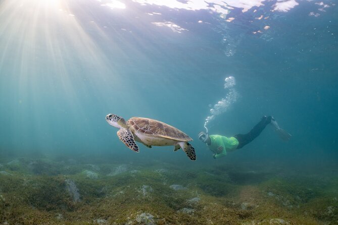 San Juan Snorkeling Tour with Fish and Turtles - Price and logistics: why $67 can be good value for San Juan