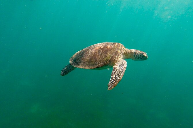San Juan: Snorkeling with Turtles Adventure and Free Videos - Key highlights to know before you book