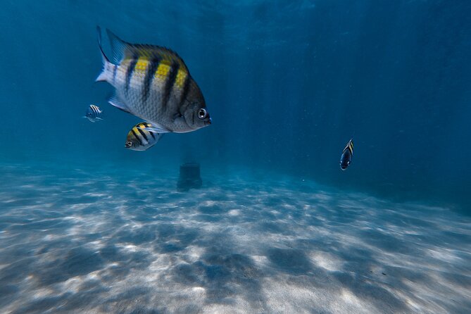 San Juan: Snorkeling with Turtles Adventure and Free Videos - Small groups and standout guides that make beginners feel safe
