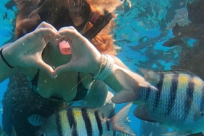 San Juan: Snorkeling with Turtles Adventure and Free Videos - Wildlife you might spot, and how to spot it better