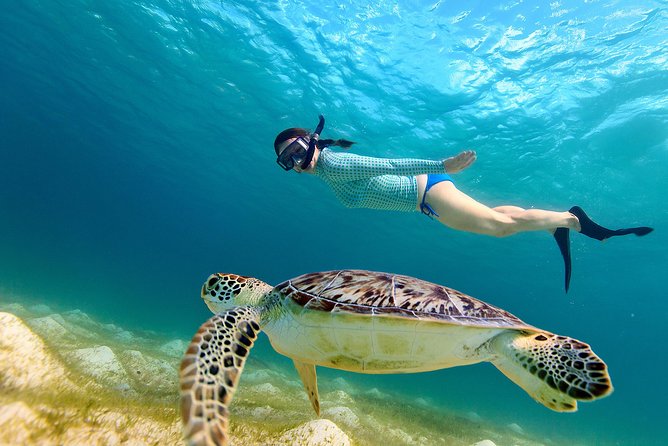 San Juan Turtle Spotting Snorkel Adventure with Videos - Turtle Snorkeling in San Juan, With Videos and Real Local Guides