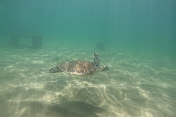 San Juan Turtle Spotting Snorkel Adventure with Videos - Stop at Balneario El Escambrón: Where the Turtle Chances Live