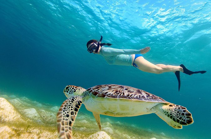 San Juan Turtle Spotting Snorkel Adventure with Videos - Turtle Sightings: Great Odds, But Read This Like a Realistic Person