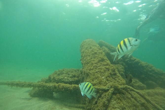 San Juan Turtle Spotting Snorkel Adventure with Videos - The Guide Makes It: Safety, Pace, and How They Keep You Oriented