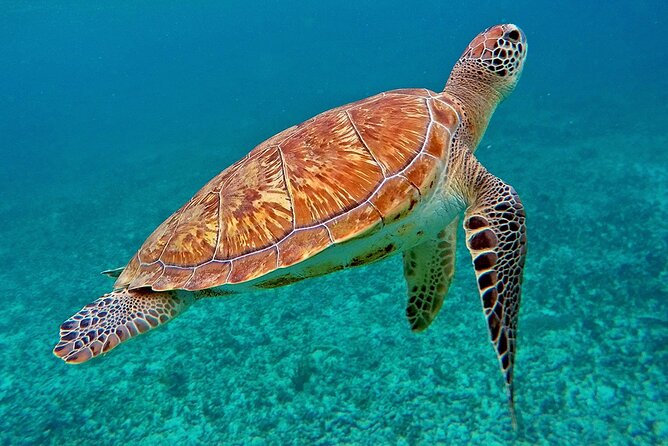 Scuba Dive and Snorkel Private Charter in Puerto Rico - Price and value for a group up to 6 in Puerto Rico